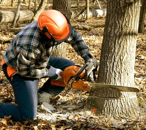 Tree Removal in Ellsworth, IL